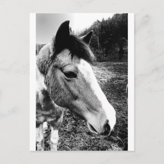 Postal Caballo (Anverso)