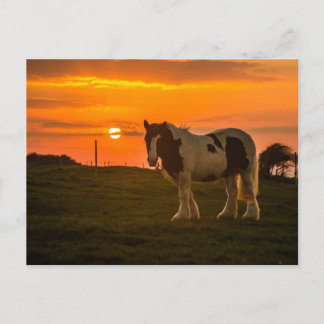 Postal Caballo