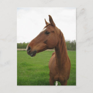 Postal caballo 2