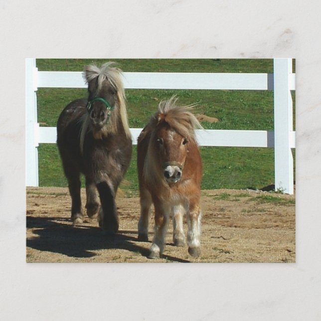 Postal Caballo Adorable en miniatura (Anverso)
