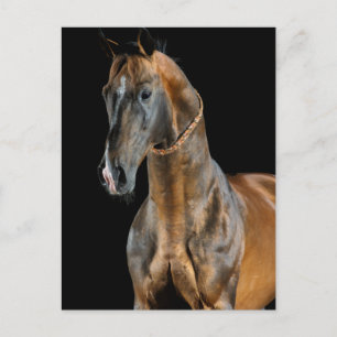 Postal Caballo Akhal-Teke