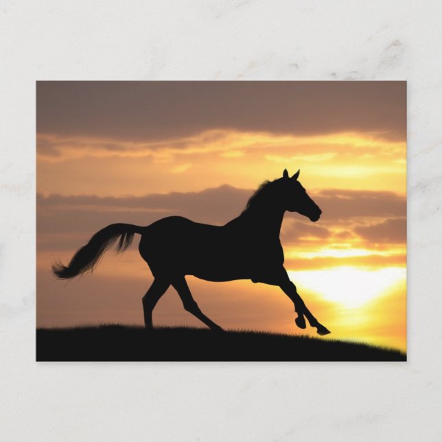 Postal Caballo al atardecer (Anverso)