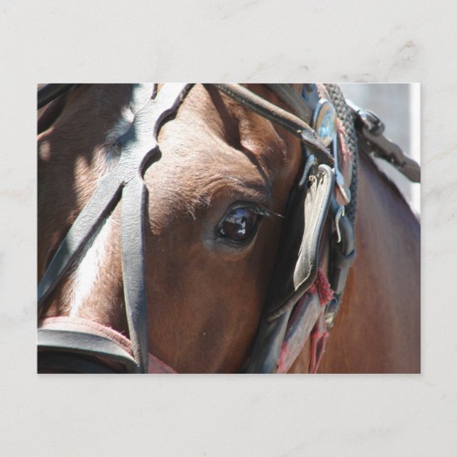 Postal Caballo Amish (Anverso)