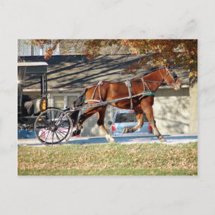 Postal Caballo Amish de otoño