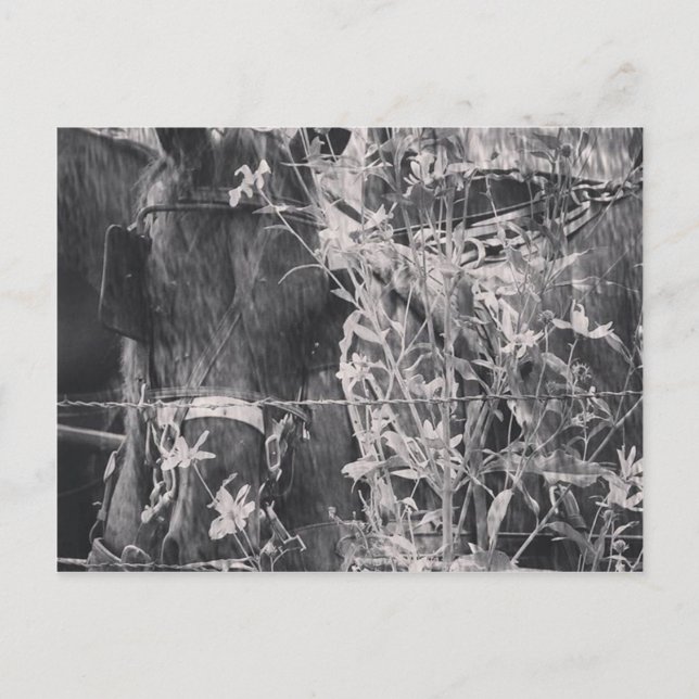 Postal Caballo Amish en negro y blanco (Anverso)