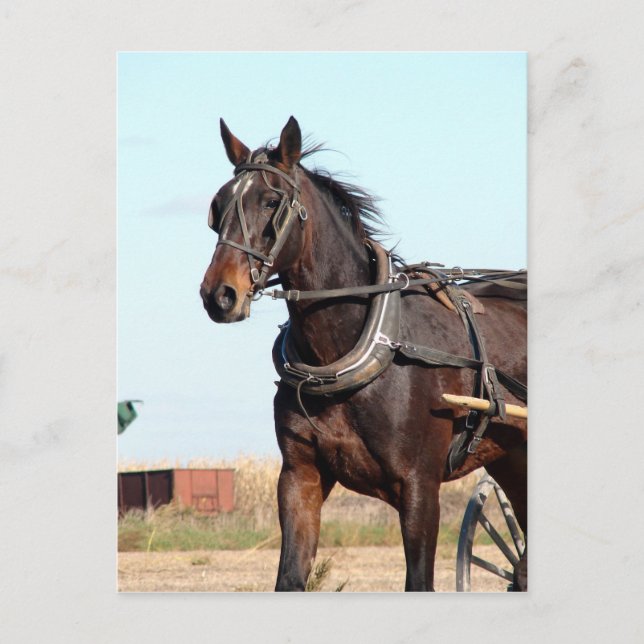 Postal Caballo Amish rural y buggy (Anverso)