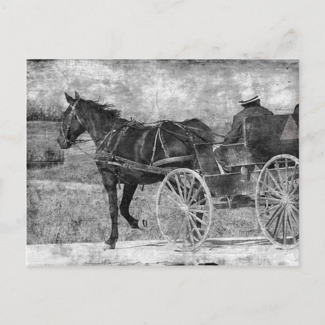 Postal Caballo Amish sin trompa en blanco y negro (Anverso)