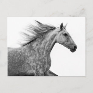 Postal Caballo andaluz galopante ruso