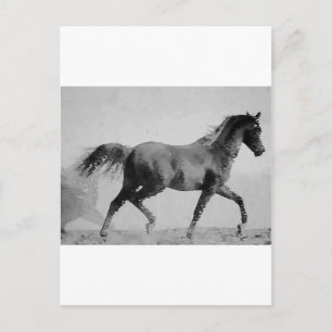 Postal Caballo andando negro y blanco