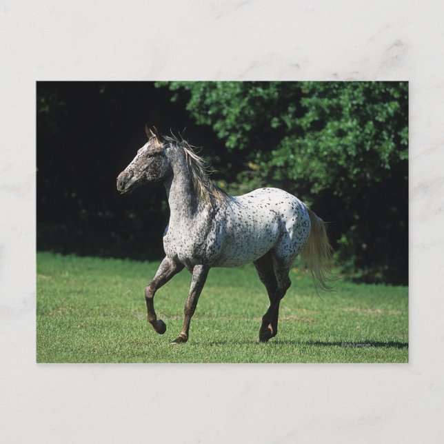 Postal Caballo Appaloosa Corriendo 2 (Anverso)