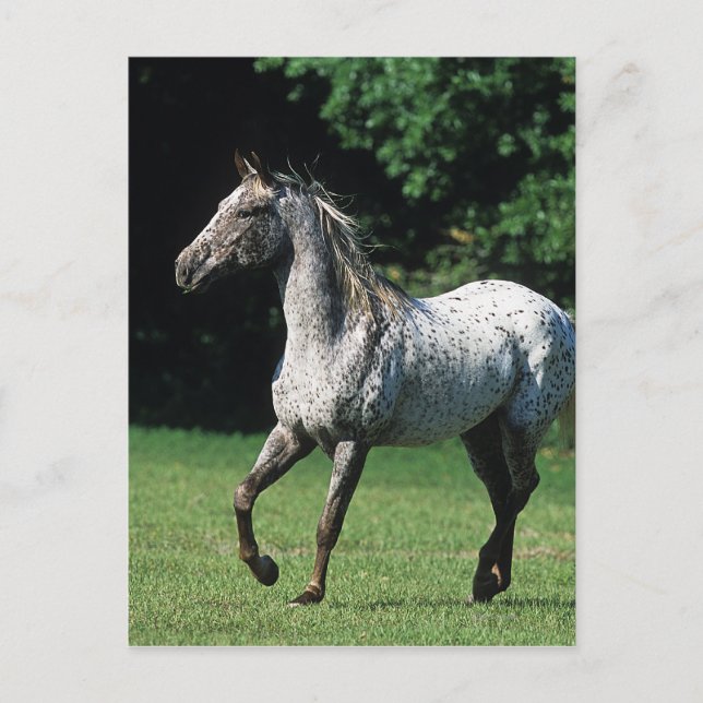 Postal Caballo Appaloosa Corriendo 2 (Anverso)