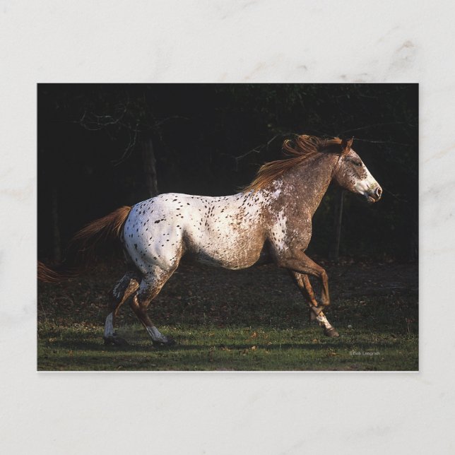 Postal Caballo Appaloosa Corriendo 4 (Anverso)