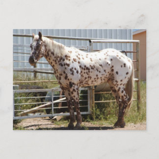 Postal Caballo Appaloosa de manchas marrones