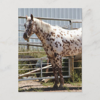 Postal Caballo Appaloosa de manchas marrones