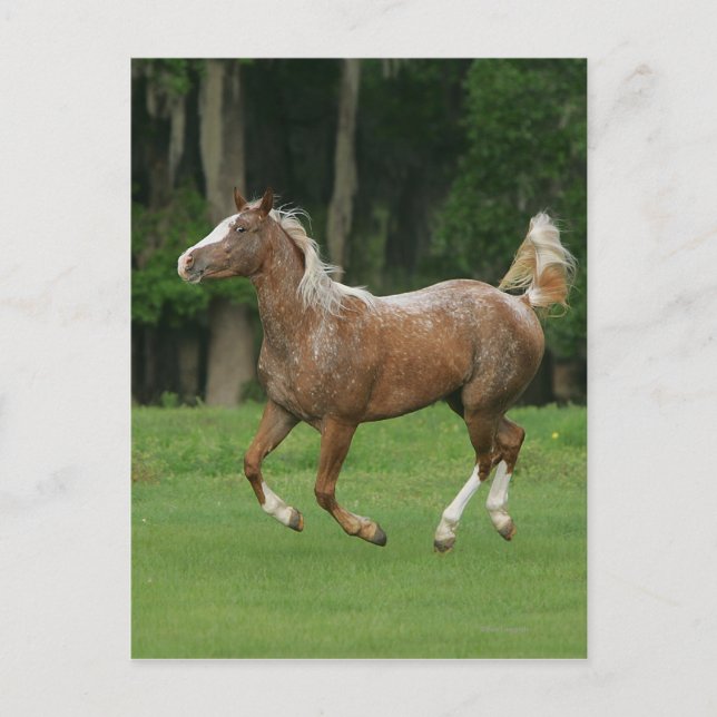 Postal Caballo Appaloosa en carrera (Anverso)