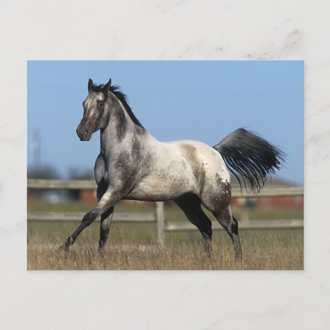 Postal Caballo Appaloosa En Ejecución 3 (Anverso)