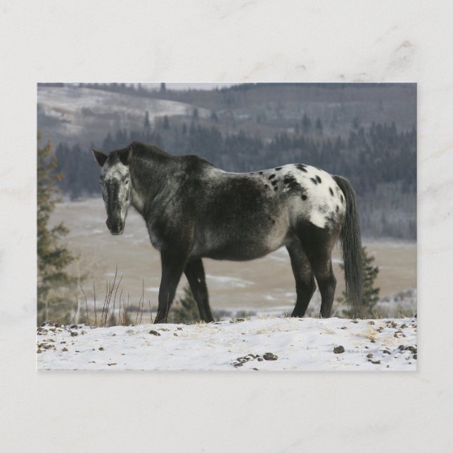 Postal Caballo Appaloosa en la Nieve (Anverso)