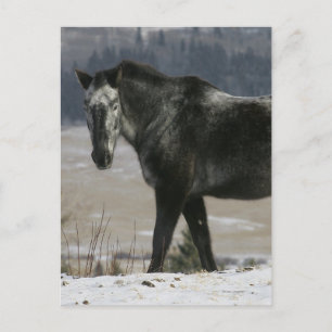 Postal Caballo Appaloosa en la Nieve