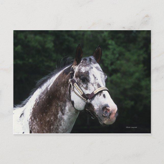 Postal Caballo Appaloosa Headshot 2 (Anverso)