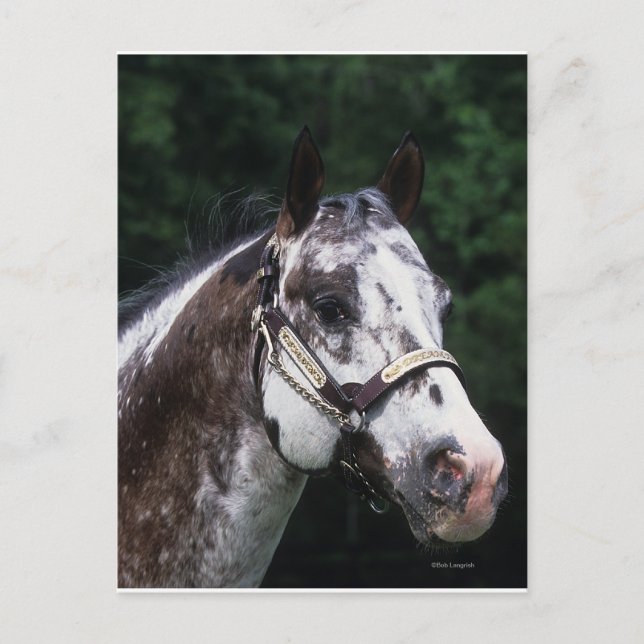 Postal Caballo Appaloosa Headshot 2 (Anverso)