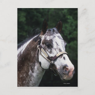 Postal Caballo Appaloosa Headshot 2