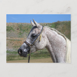 Postal Caballo árabe