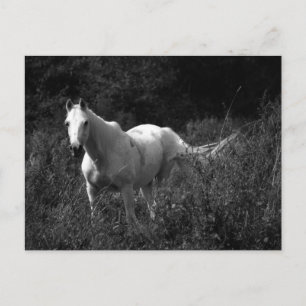 Postal Caballo árabe