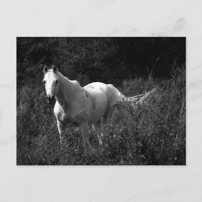 Postal Caballo árabe (Anverso)