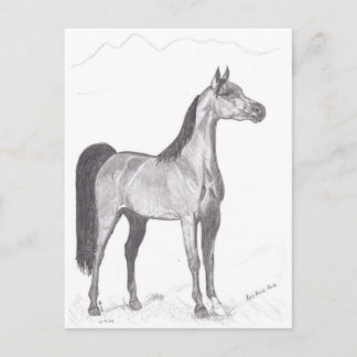 Postal Caballo árabe a lápiz