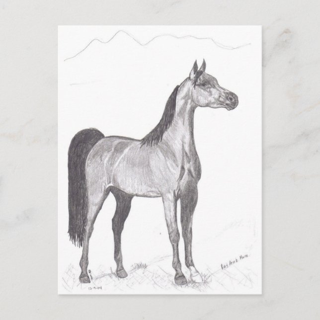 Postal Caballo árabe a lápiz (Anverso)