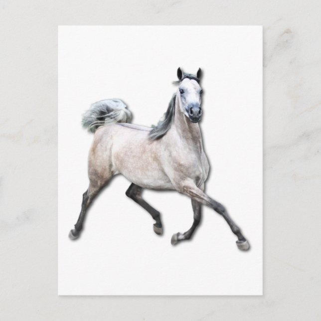 Postal Caballo árabe - Alia (Anverso)