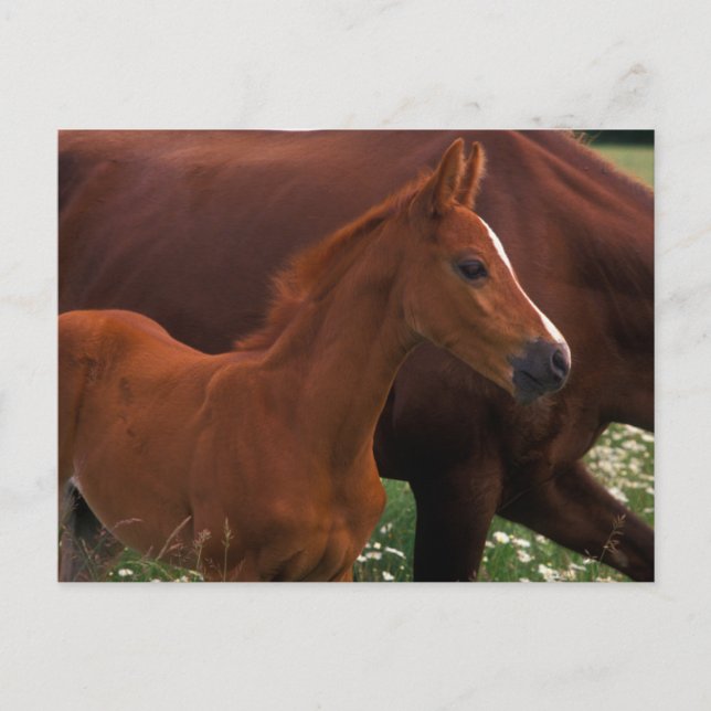 Postal Caballo árabe cerca de la madre (Anverso)