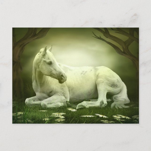 Postal Caballo árabe gris (Anverso)