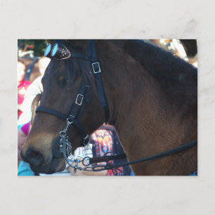 Postal Caballo árabe marrón oscuro con gafas