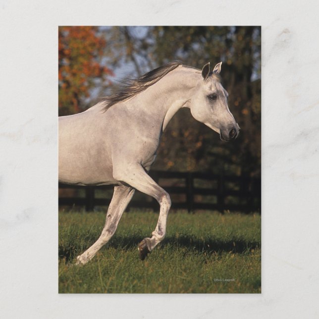 Postal Caballo árabe: otoño 2 (Anverso)