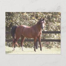 Postal Caballo árabe polaco