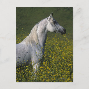 Postal Caballo árabe que se coloca en flores