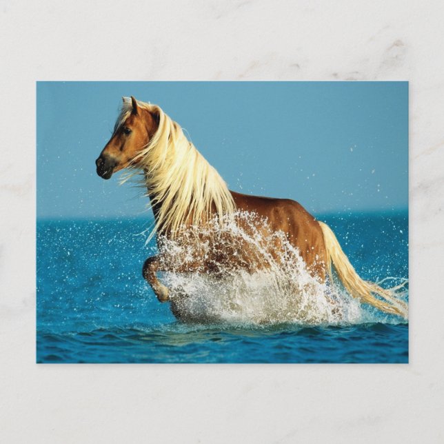 Postal Caballo arábigo (Anverso)