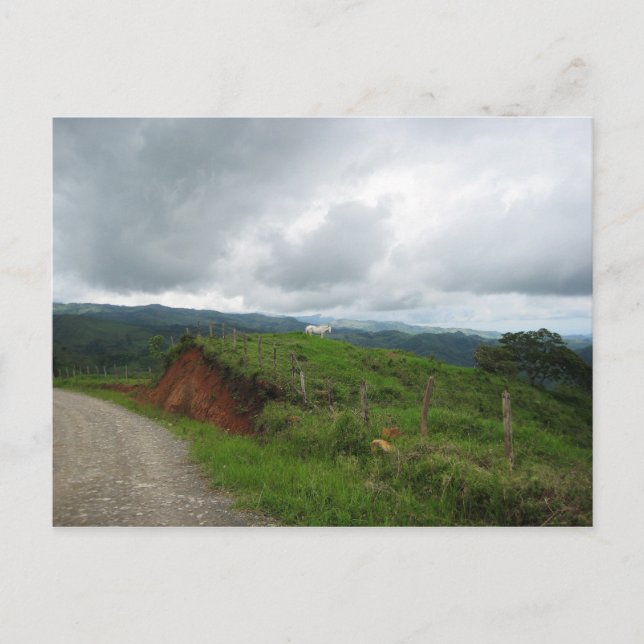 Postal Caballo blanco (Anverso)