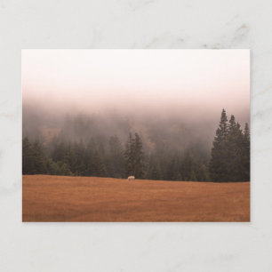 Postal Caballo blanco