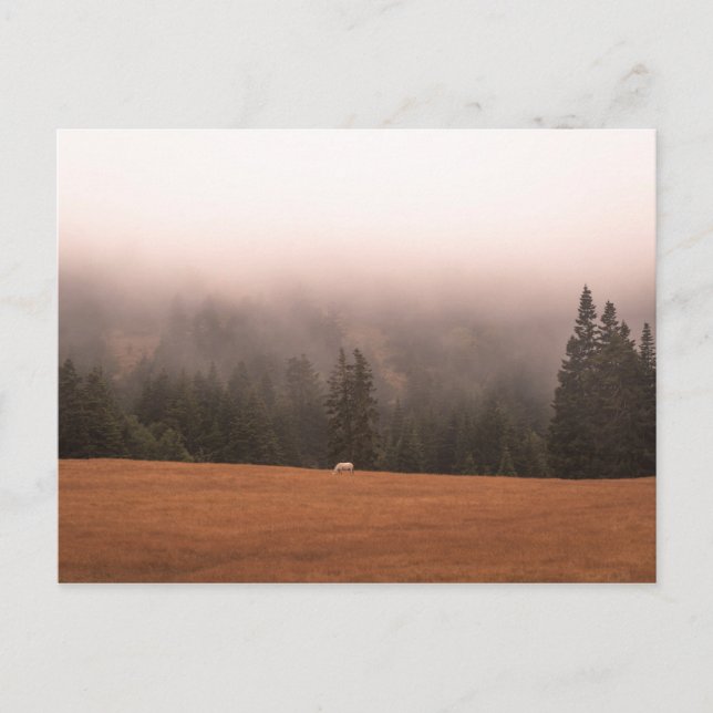 Postal Caballo blanco (Anverso)