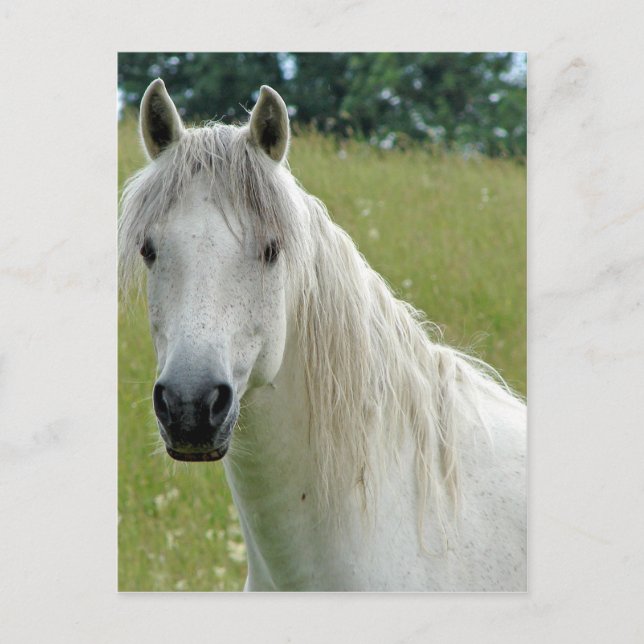 Postal Caballo blanco (Anverso)