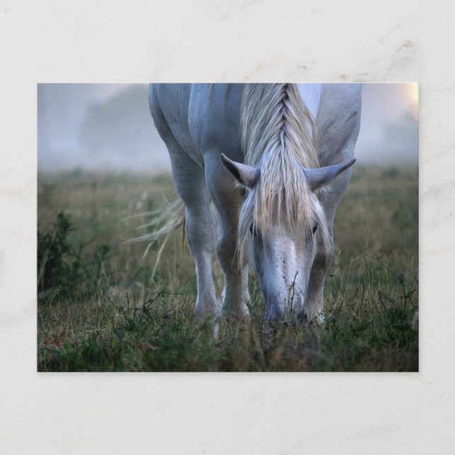 Postal Caballo blanco (Anverso)