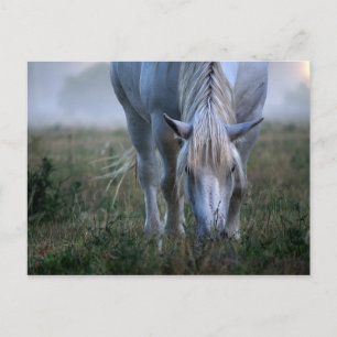 Postal Caballo blanco