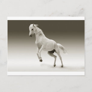 Postal caballo blanco