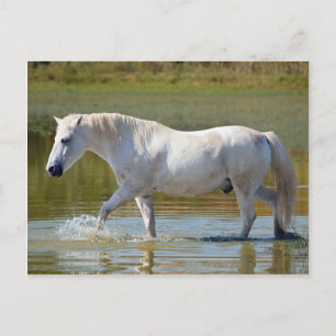 POSTAL CABALLO BLANCO