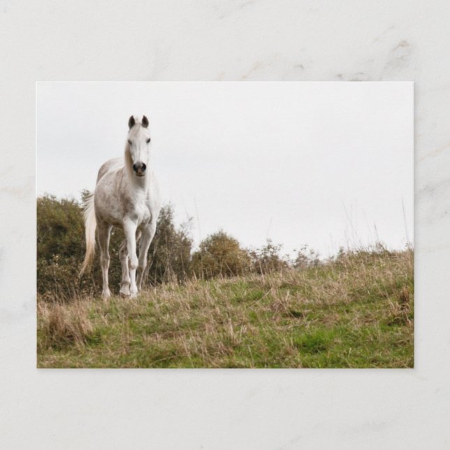 Postal Caballo blanco (Anverso)