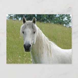 Postal Caballo blanco