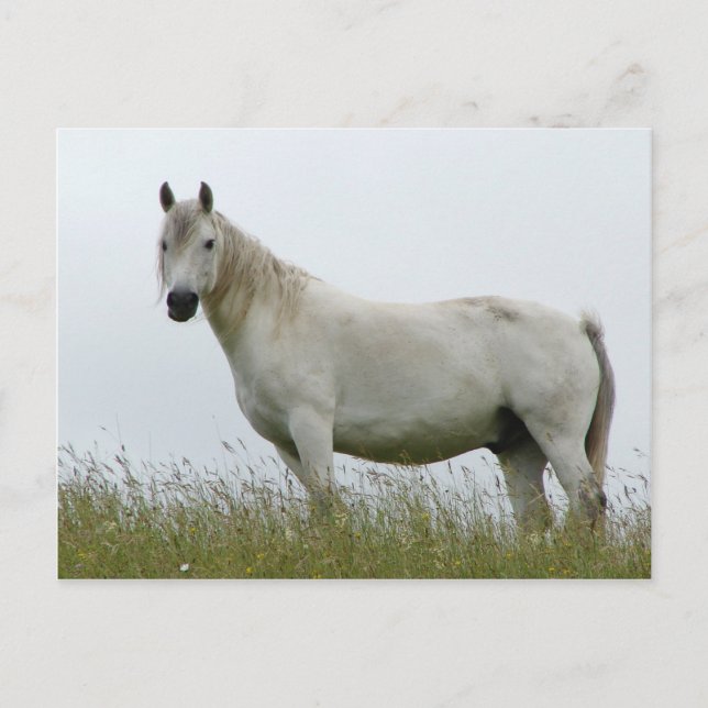 Postal Caballo blanco (Anverso)