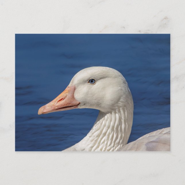 Postal Caballo blanco canadiense (Anverso)